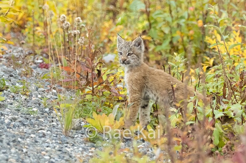 Lynx Kitten-Traditional Photo