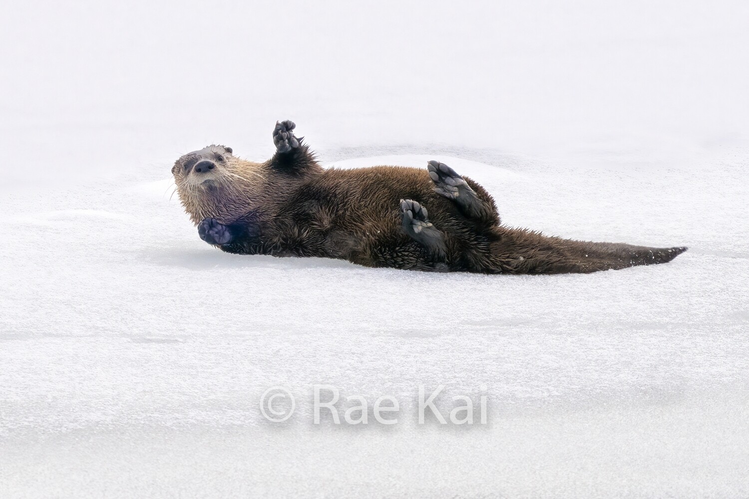 Rolling Over-Traditional Photo