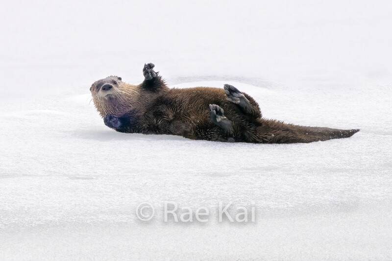 Rolling Over-Traditional Photo