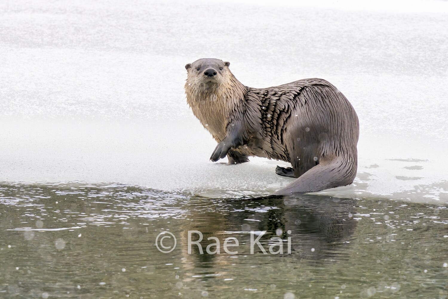 Otter Reflection-Traditional Photo