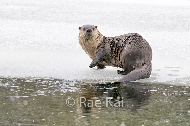 Otter Reflection-Traditional Photo