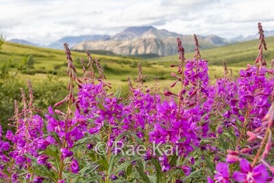 Wildflower Season