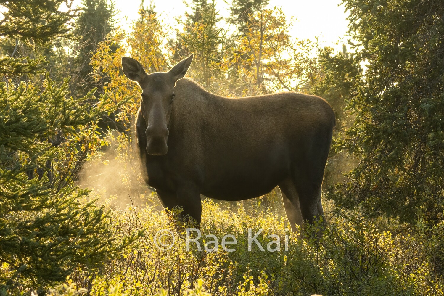 Backlit Moose-Traditional Photo