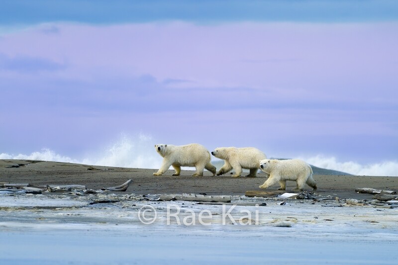 Three Polar Bear Surf Waves-Traditional Photo