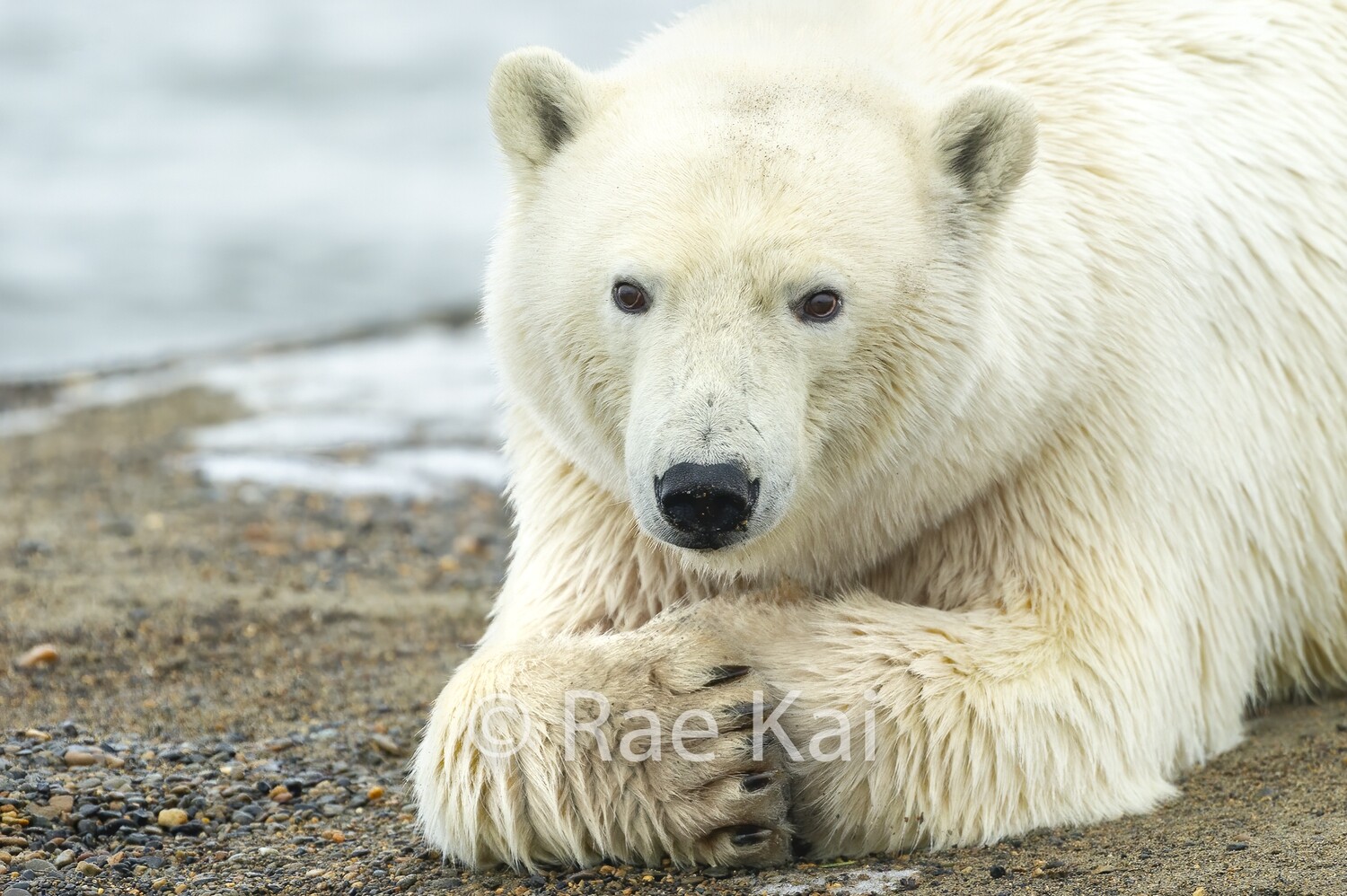 Polar Bear Closeup-Traditional Photo