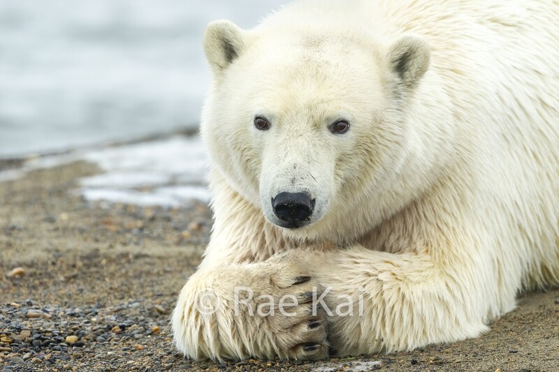 Polar Bear Closeup-Traditional Photo