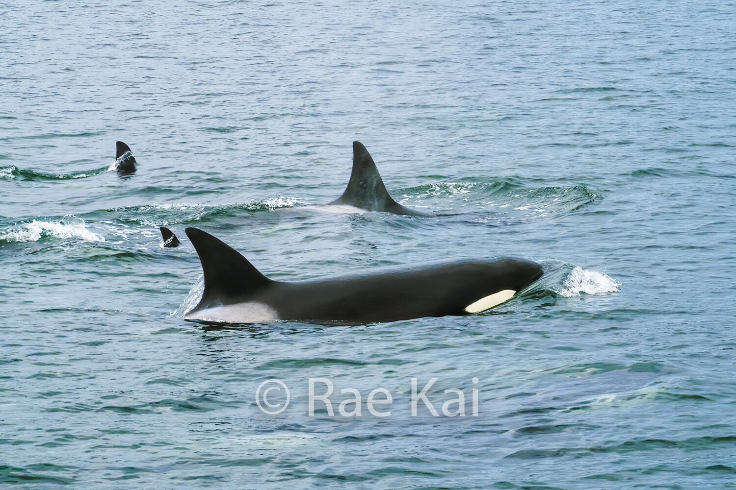 Orca Whale Family-Traditional Photo