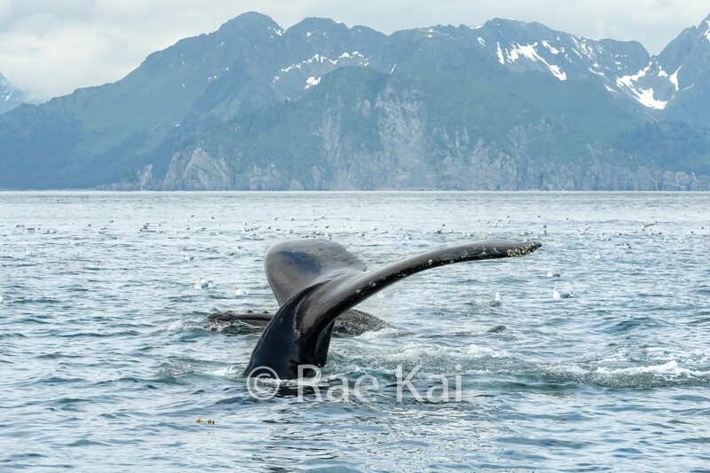 Whale Tail-Traditional Photo