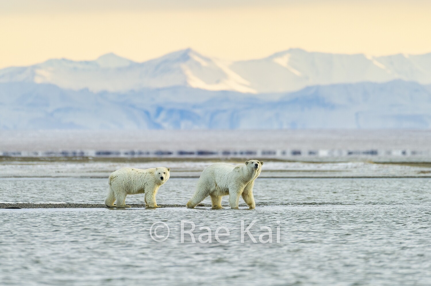 Polar Bear Mountain Scene-Traditional Photo
