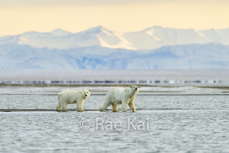 Polar Bear Mountain Scene-Traditional Photo