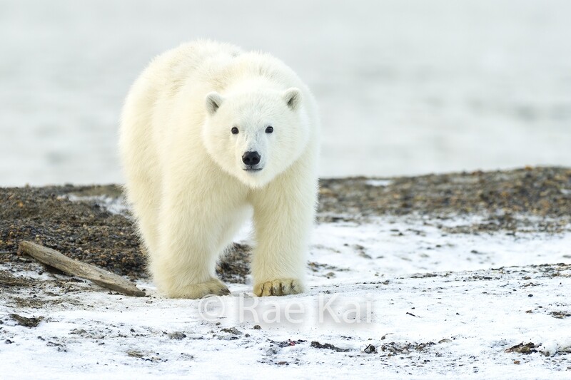 Polar Bear Cub Close Up-Traditional Photo