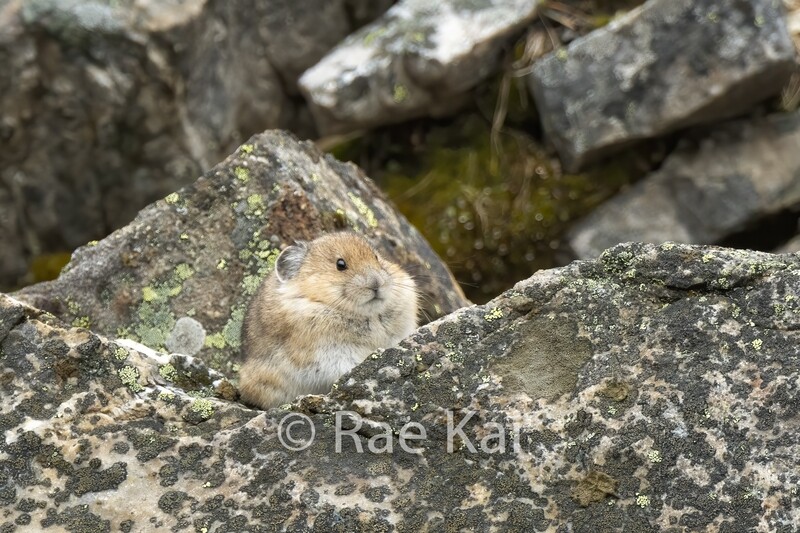 Pika-Traditional Photo