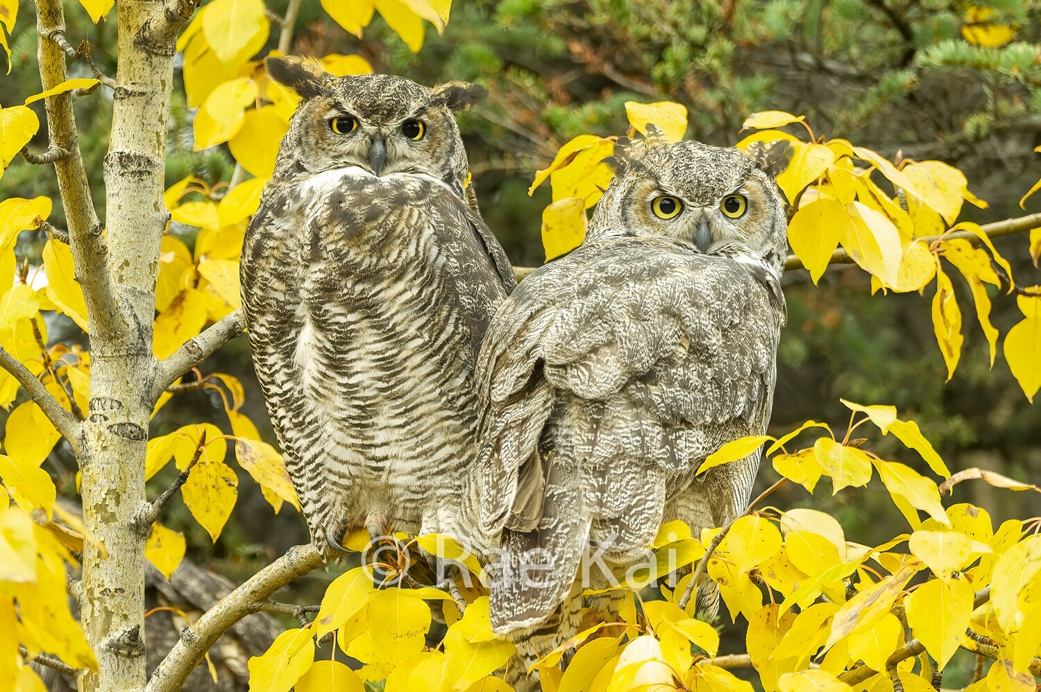 Autumn Great Horned Owls-Traditional Photo