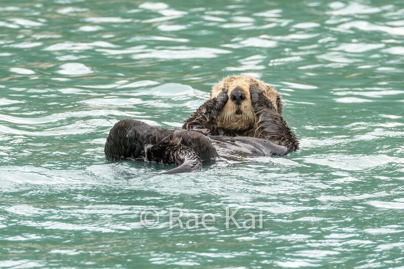 Hide and Seek Otter-Traditional Photo
