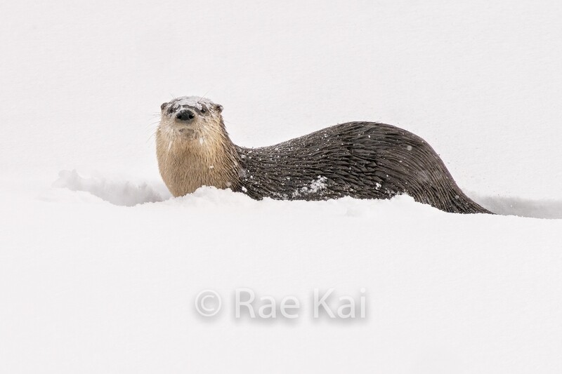 Snow Covered-Traditional Photo