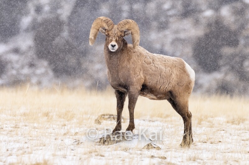 Sheep Stance-Traditional Photo