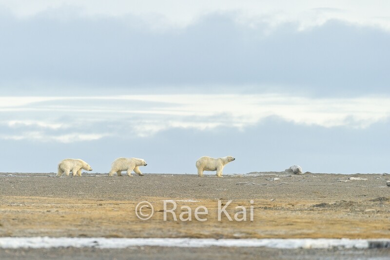 Three Polar Bears Beach Walk-Traditional Photo