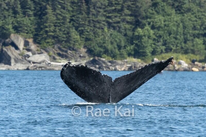 Whale Diving-Traditional Photo