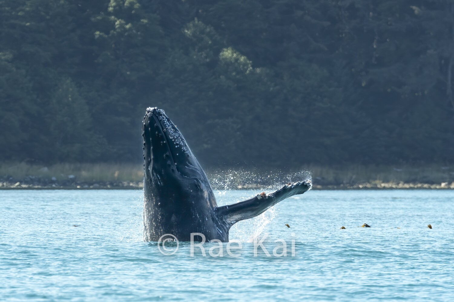 Whale Wave-Traditional Photo