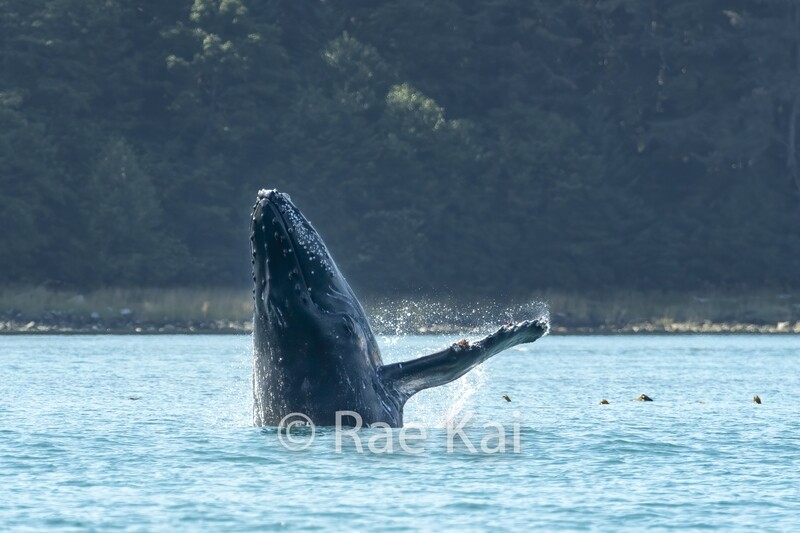 Whale Wave-Traditional Photo