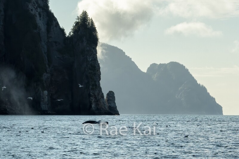 Sea Cliffs Whale-Traditional Photo