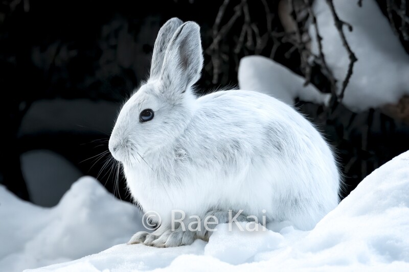 Snowshoe Hare-Traditional Photo