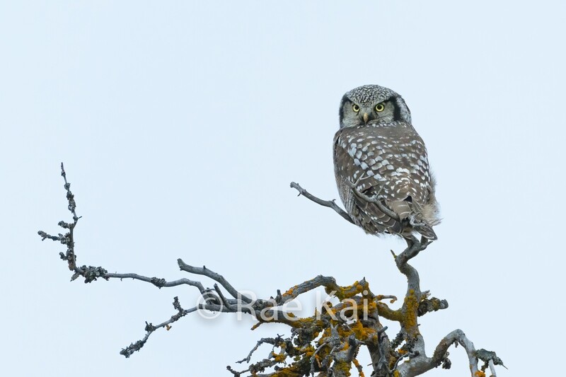 Hawk Owl Perch-Traditional Photo