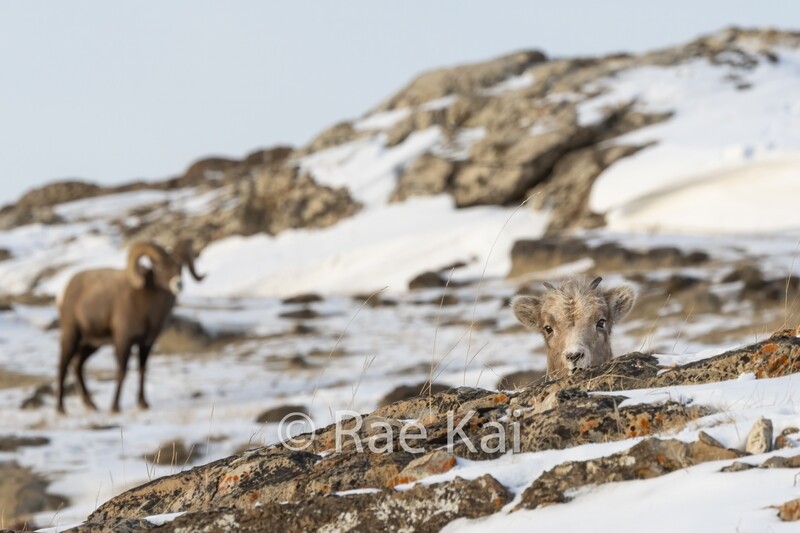 Bighorn Sheep Photo Bomb-Traditional Photo