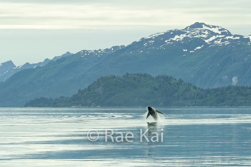 Whale Jump Scene-Traditional Photo
