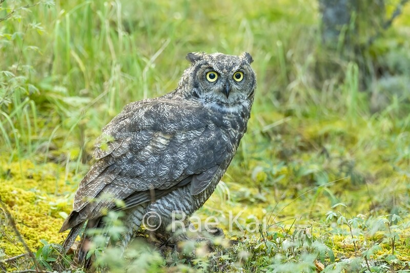 Forest Floor Great Horned Owl-Traditional Photo