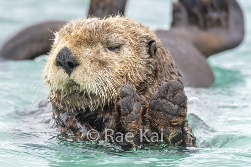 Otter Applause-Traditional Photo