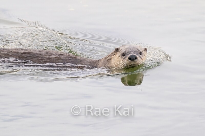 Swimming Otter-Traditional Photo