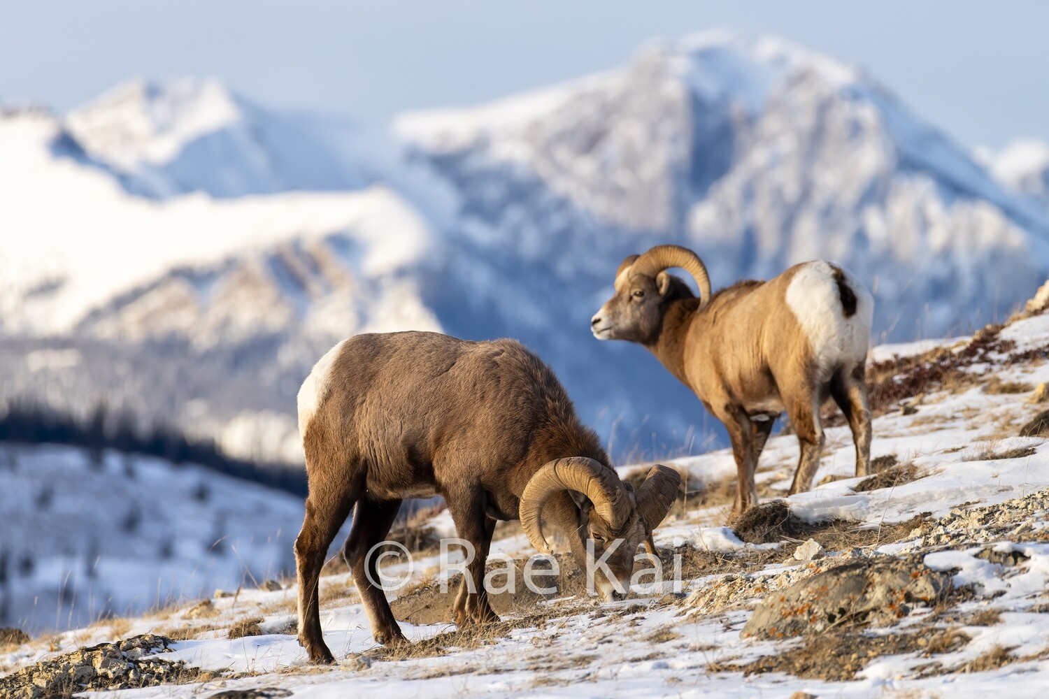 Two Bighorn Sheep on Ridge-Traditional Photo