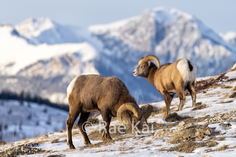 Two Bighorn Sheep on Ridge-Traditional Photo