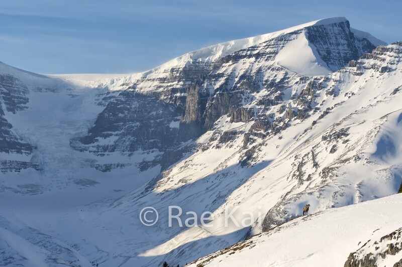 Glacier Bighorn Sheep-Traditional Photo