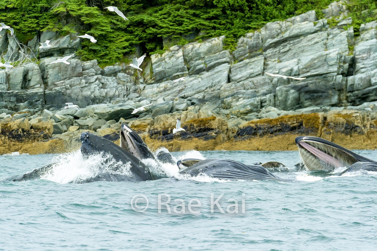 Seaside Feeding-Traditional Photo