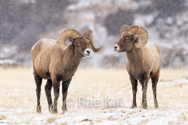 Two Sheep-Traditional Photo
