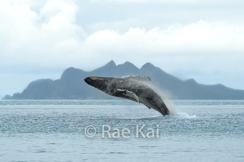 Humpback Whale Jump-Traditional Photo