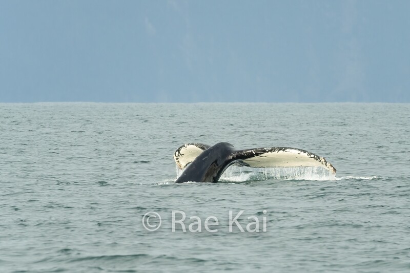 Open Ocean Tail-Traditional Photo