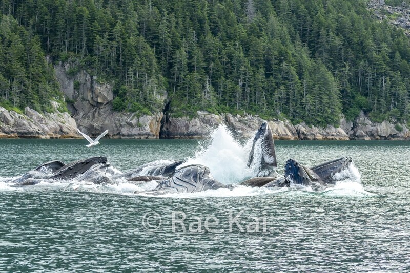 Jaw Drop-Traditional Photo