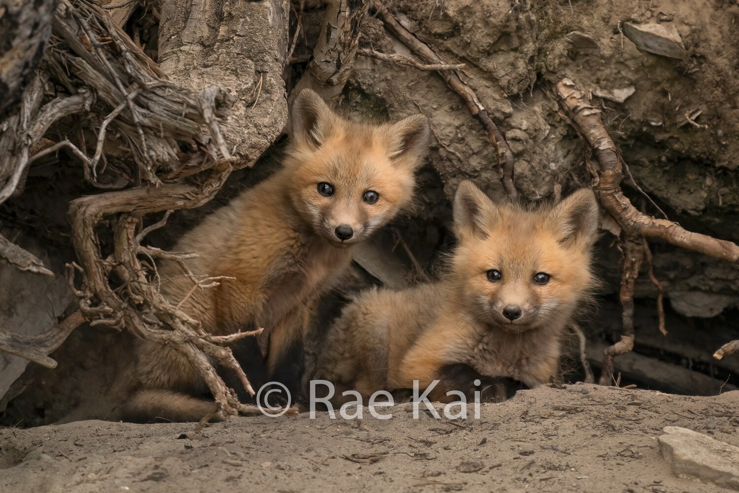 Two Kits-Traditional Photo