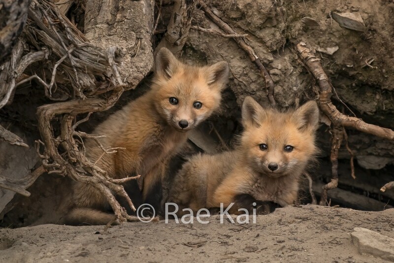 Two Kits-Traditional Photo