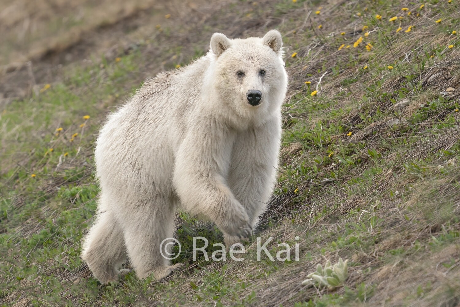 Rare White Grizzly Bear on Hillside-Traditional Photo