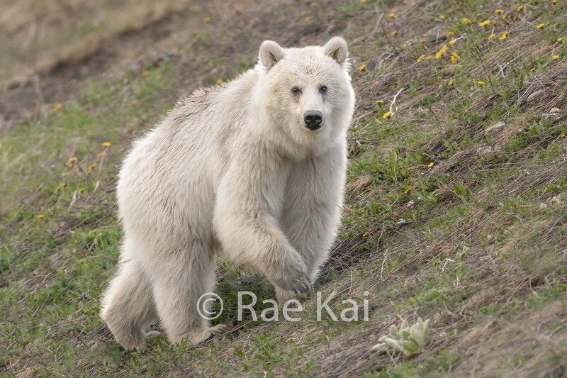 Rare White Grizzly Bear on Hillside-Traditional Photo