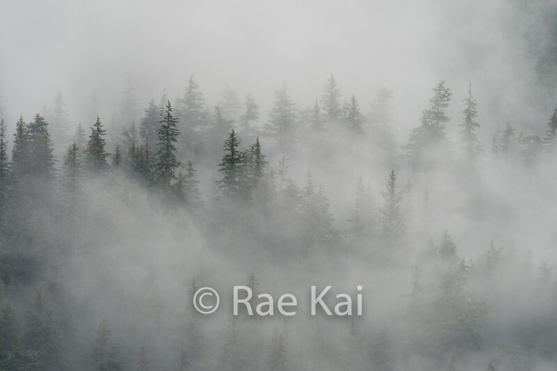 Misty Tree Forest-Traditional Photo