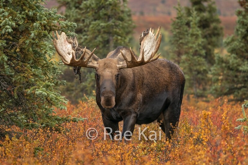 Orange Tundra Moose-Traditional Photo