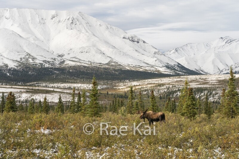 Snow Scenic Moose-Traditional Photo