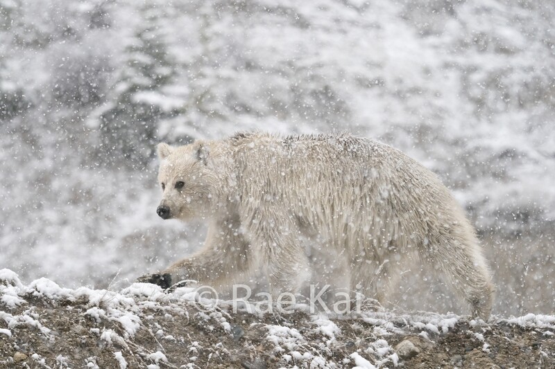 Rare White Grizzly Bear Snow Ledge Walk-Traditional Photo