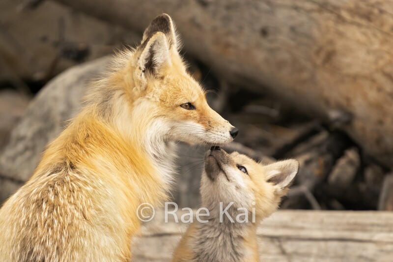 Fox Kiss-Traditional Photo