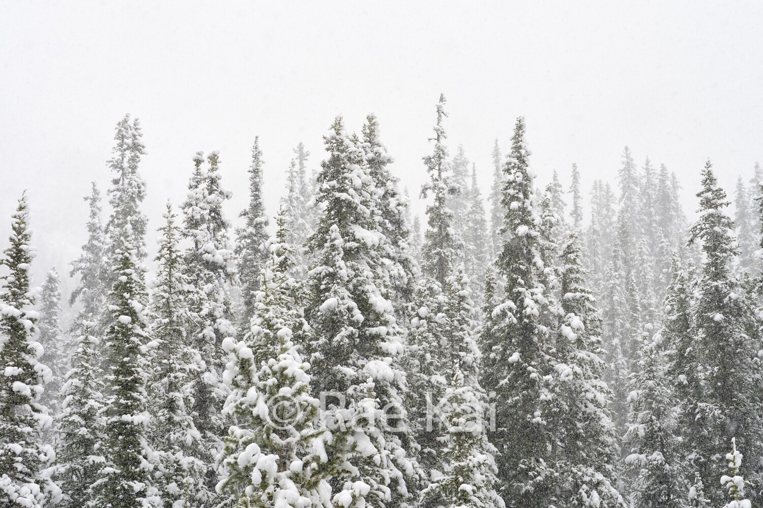 Snowy Tree Tops-Traditional Photo